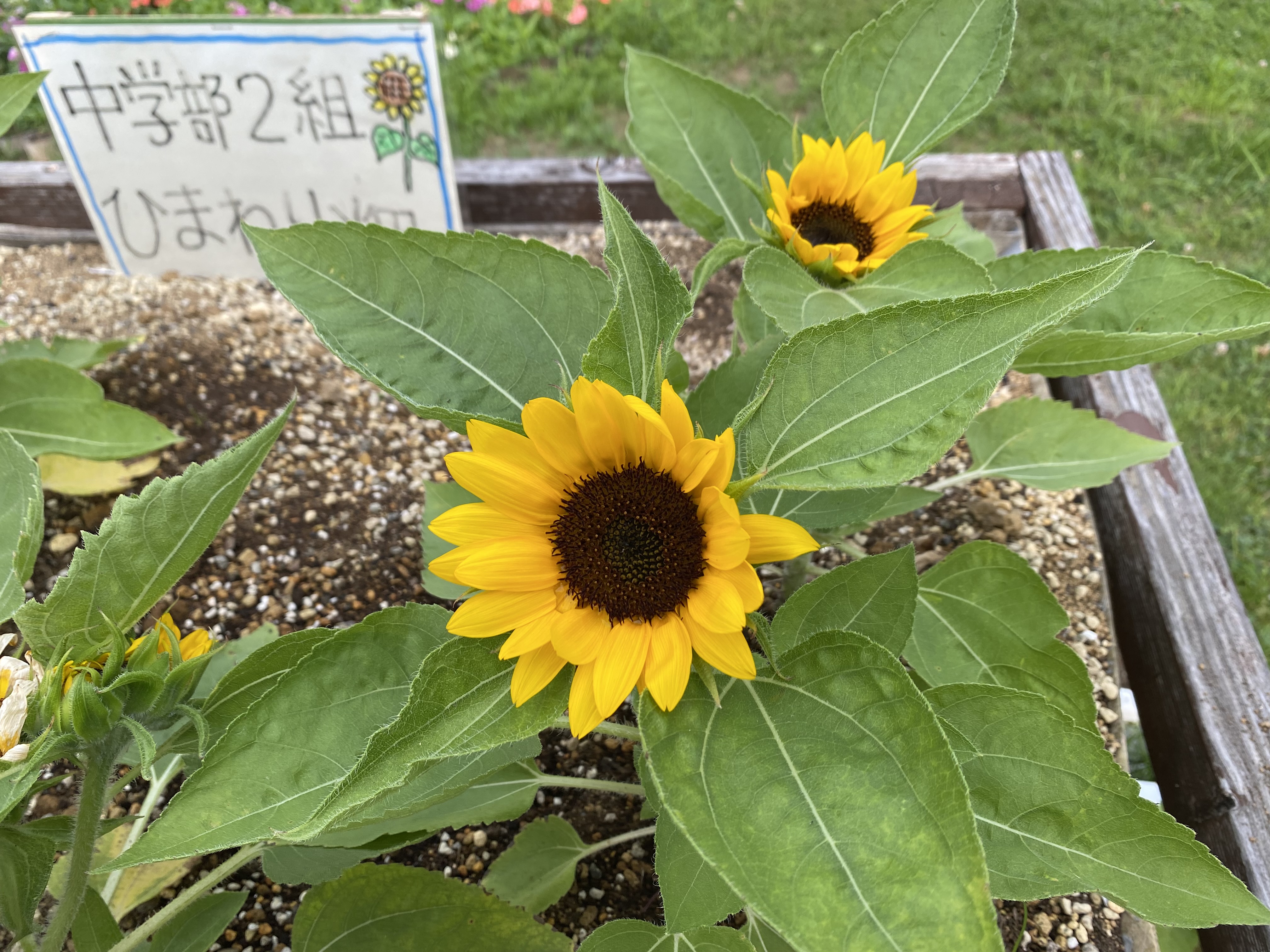 ひまわり