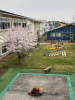 中庭の桜と校章花壇